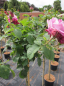 Preview: Hochstammrosen Waltz Time