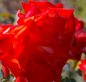 Preview: Edelrose France Libre