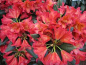 Preview: Rhododendron dichroanthum "Maskarill"
