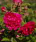 Preview: Historische Rose F.J. Grootendorst (R)