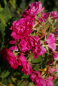 Preview: Historische Rose F.J. Grootendorst (R)