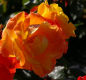 Preview: Strauchrose Rose des Cisterciens (R)