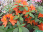 Preview: Rhododendron luteum "Apricot" 25-30