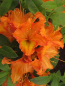 Preview: Rhododendron luteum "Apricot" 25-30