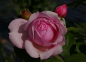 Preview: Edelrose Gartenträume (R)