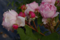 Preview: Edelrose Gartenträume (R)
