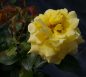 Preview: Edelrose Landora (R)