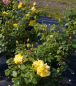 Preview: Edelrose Landora (R)