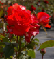Preview: Edelrose Königin der Rosen