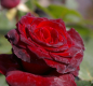 Preview: Edelrose Black Baccara ® - dunkelrote/schwarze samtige Blüten
