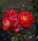 Preview: Bodendeckerrose Pretty Sunrise syn. Yann Arthus-Bertrand® - Rose Pretty Sunrise syn. Yann Arthus-Bertrand® -gelb-rötlich