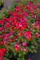 Preview: Bodendeckerrose Pretty Sunrise syn. Yann Arthus-Bertrand® - Rose Pretty Sunrise syn. Yann Arthus-Bertrand® -gelb-rötlich