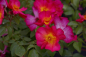 Preview: Bodendeckerrose Pretty Sunrise syn. Yann Arthus-Bertrand® - Rose Pretty Sunrise syn. Yann Arthus-Bertrand® -gelb-rötlich
