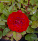 Preview: Zwergrose Flower Ruby (R)