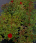Preview: Zwergrose Flower Ruby (R)