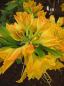 Preview: Rhododendron luteum "Friesia" 25-30