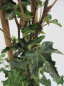 Preview: Hedera helix Ivalace - Krausblättriger Efeu Ivalace 30-40