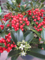 Preview: Skimmia japonica Red Diamond - Japanische Skimmie Red Diamond - 30-40 cm