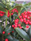 Preview: Skimmia japonica Red Diamond - Japanische Skimmie Red Diamond - 30-40 cm