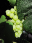 Preview: vitis vinifera optima
