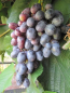 Preview: vitis blaue Jante