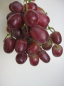 Preview: Vitis vinifera Crimson Seedless - kernlose Weintraube Crimson Seedless