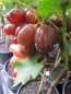 Preview: vitis suffolk red