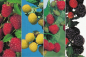 Preview: Himbeeren Kombination
