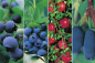 Preview: Heidelbeeren Kombination