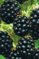 Preview: Brombeere Black Satin