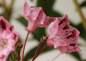 Preview: kalmia latifolia moyland