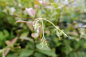 Preview: Jasminum officinales Fiona Sunrise - Gelber Duft-Jasmin fuer Balkon und Terasse