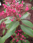 Preview: kalmia latifolia