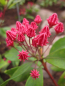 Preview: kalmia latifolia pinkobello