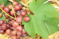 Preview: weintraube red flame seedless