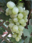 Preview: vitis vinifera romulus