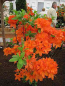 Preview: Rhododendron luteum Monique - sommergrüne Azalee Monique - Azalea pontica/flavum -  25-30