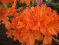 Preview: Rhododendron luteum Monique - sommergrüne Azalee Monique - Azalea pontica/flavum -  25-30