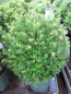 Preview: Ilex crenata Jelena (Twiggy) - japanische Stechpalme Jelena, Syn. Twiggy - Bergilex -