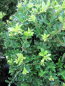 Preview: Ilex crenata Jelena (Twiggy) - japanische Stechpalme Jelena, Syn. Twiggy - Bergilex -