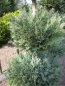 Preview: Chamaecyparis Columnaris Formschnitt Trio-Kugel - blaue  Scheinzypresse Columnaris - 125-150 cm