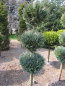 Preview: Chamaecyparis Columnaris Formschnitt Trio-Kugel - blaue  Scheinzypresse Columnaris - 125-150 cm