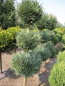 Preview: Chamaecyparis Columnaris Formschnitt Trio-Kugel - blaue  Scheinzypresse Columnaris - 125-150 cm