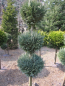 Preview: Chamaecyparis Columnaris Formschnitt Trio-Kugel - blaue  Scheinzypresse Columnaris - 125-150 cm