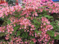 Preview: Rhododendron luteum "Pucella" 25-30