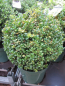 Preview: Ilex crenata Gold Tip - Japanische Stechpalme Gold Tip - Japanische Hülse -