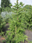 Preview: Picea abies virgata Hexe