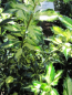 Preview: Ilex aquifolium White Cream - Stechpalme White Cream -