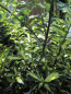 Preview: Ilex aquifolium White Cream - Stechpalme White Cream -