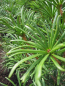 Preview: Sciadopitys verticillata Twister - japanische Schirmtanne Twister - 40-60cm
